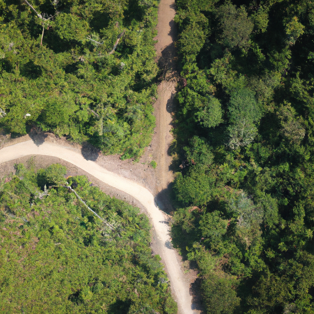 Anteprima video riforestazione